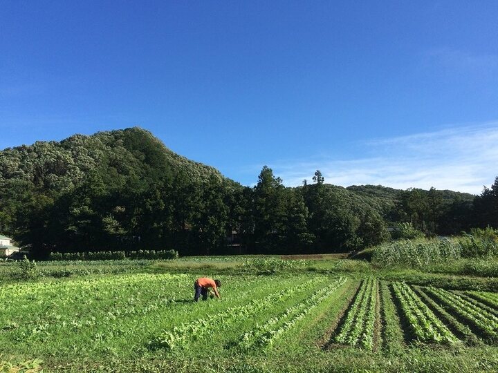 木桶初しぼり・お醤油大瓶(600ml)1本売り：埼玉県産のしょうゆ｜食べ