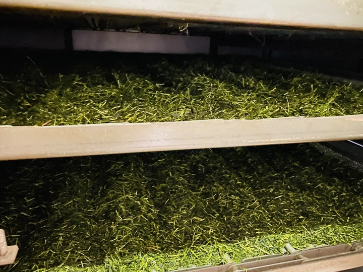 かぶせ茶ファーム独自の技術、荒仕立て栽培!