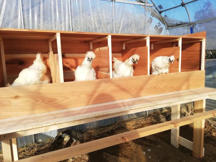 放し飼い烏骨鶏の新鮮な卵