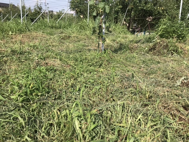 除草剤を使わない