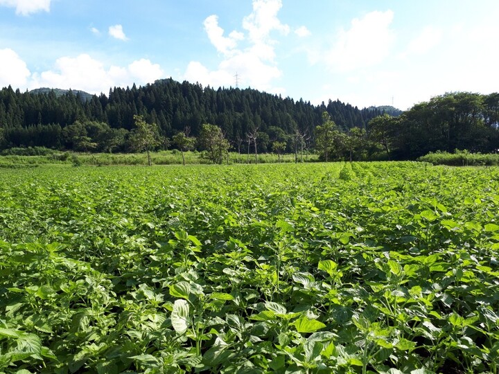 お試しサイズ】始めよう！健康への新習慣！三島町産えごまを100％使用