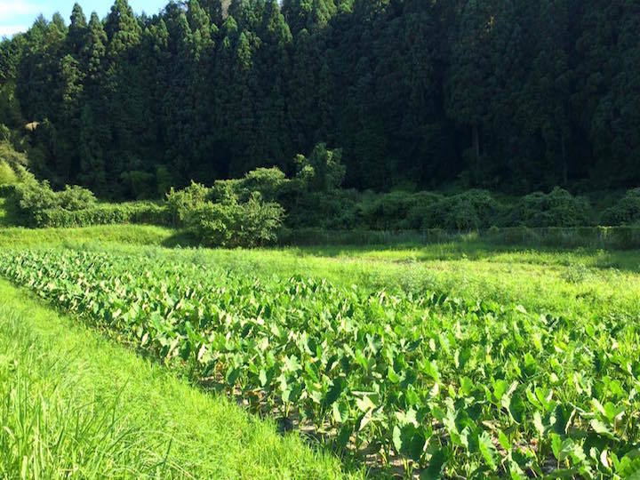 生産者のこだわり