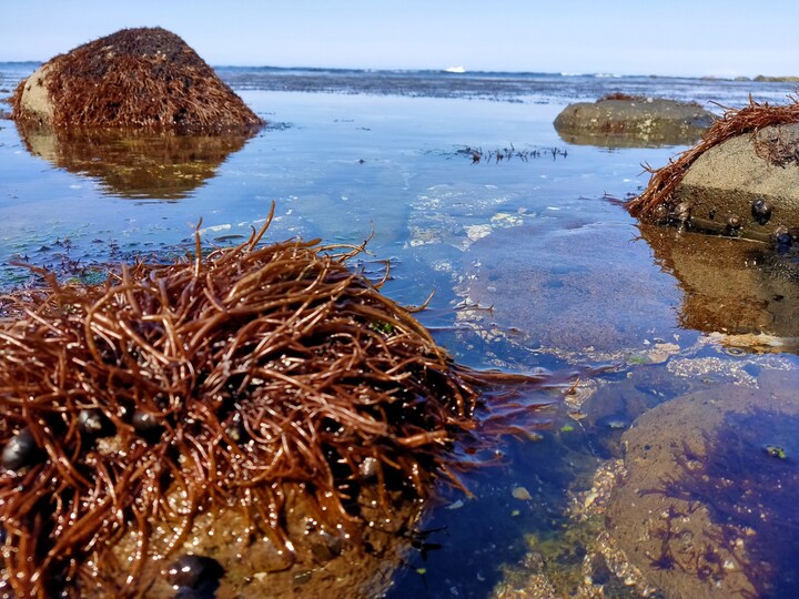 天然手摘み】北海道焼尻島産 やぎしり島の岩のり（バラ干し） 15g×12袋-