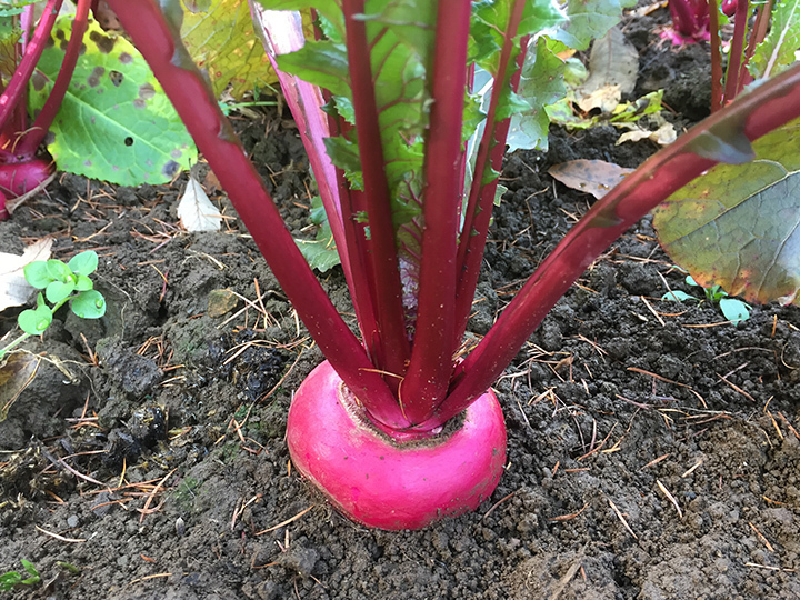 野菜と人間。違うようで、実は繋がる生命体。