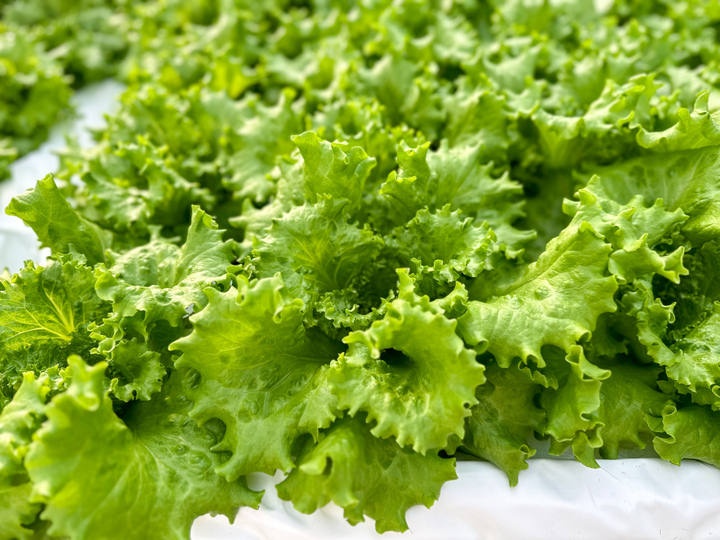 生産者のこだわり