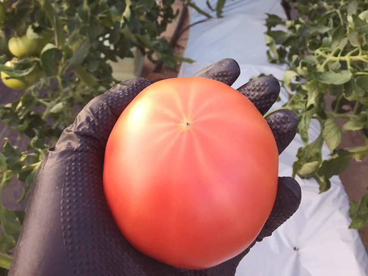生産者のこだわり