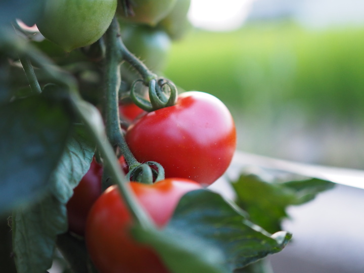 旬の野菜を露地栽培!