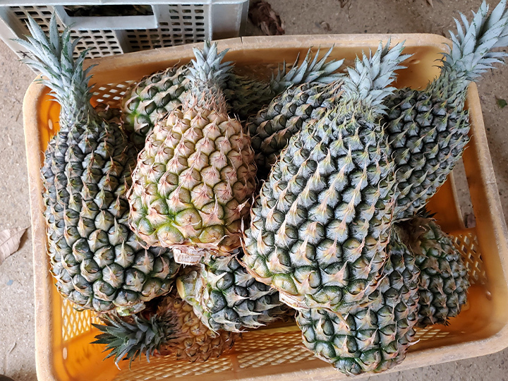 減農薬パイナップル スナックパイン 小玉 3個 沖縄県産 食べチョク 農家 漁師の産直ネット通販 旬の食材を生産者直送