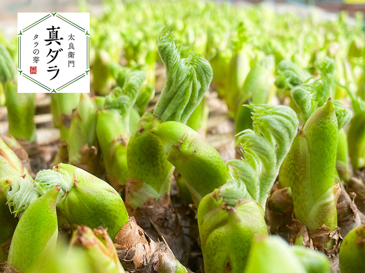 3月1日頃から発送】タラの芽 300g (100g×3) 真ダラ 西根の森 数量限定