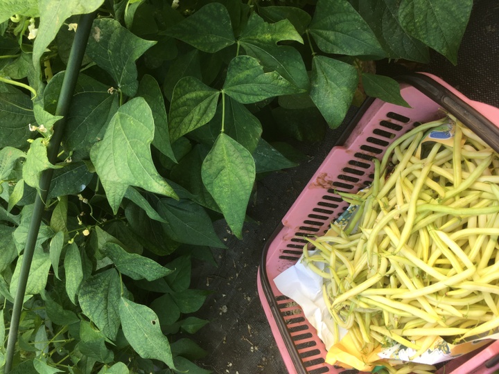 生産者のこだわり