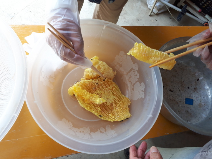 伝えたい🥺】自然入居🐝天然ニホンミツバチの「🍯はちみつ