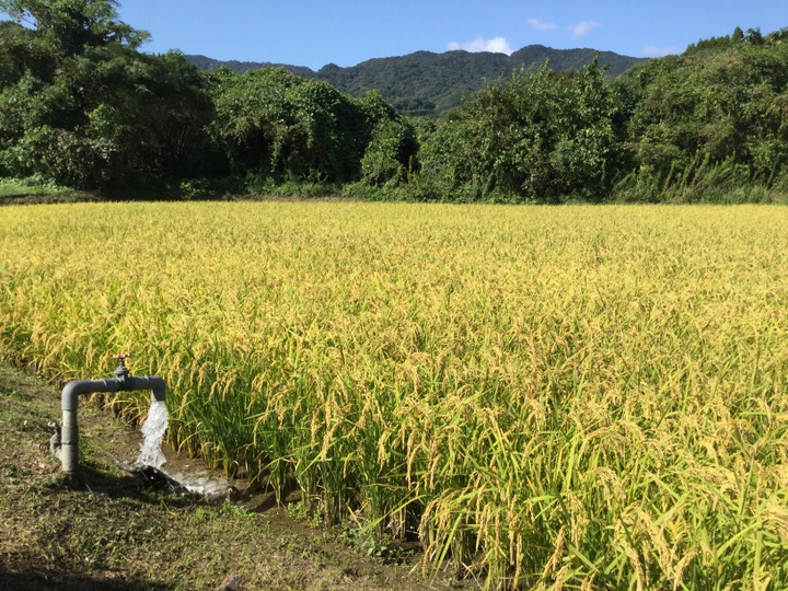 熊本の里山の利平栗4kg：熊本県産の利平｜食べチョク｜産地直送(産直