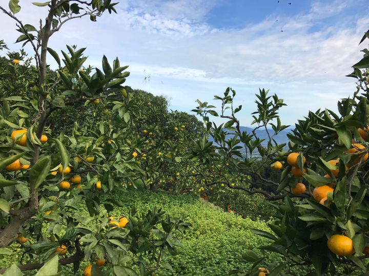 濃厚な甘さと自然な酸味