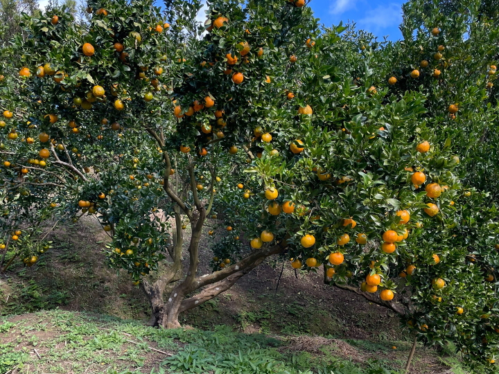 種子島産『ぽんかん』10㎏箱（家庭用/2Lサイズ）：鹿児島県産のみかん