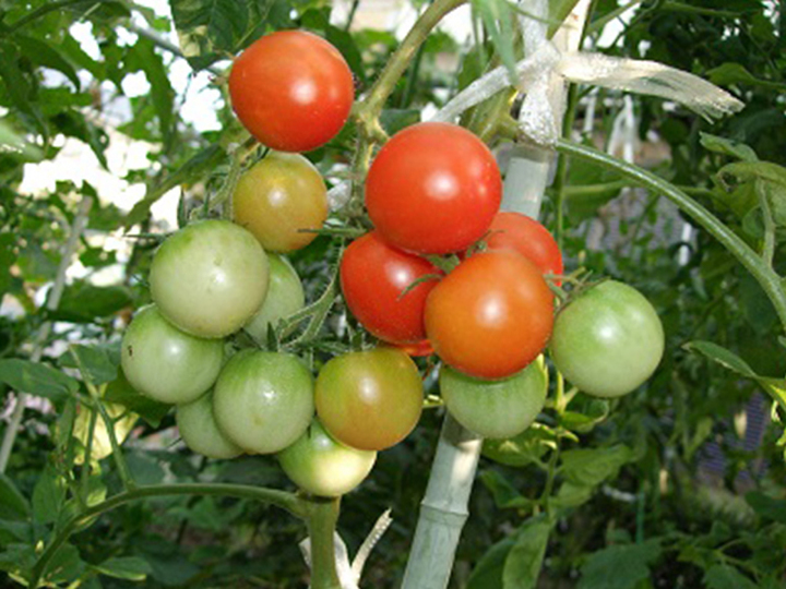 最高の畑探しからスタートしました