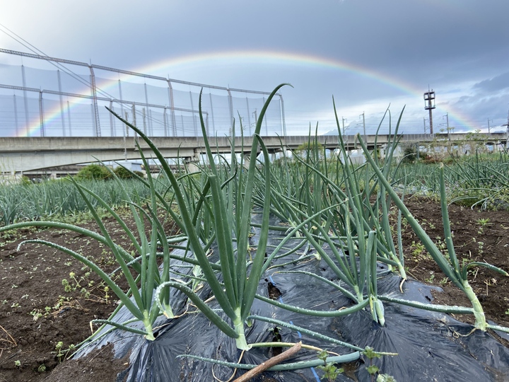 【群馬県産】【栽培期間中：農薬不使用】玉ねぎの甘さを味わいませんか？　玉ねぎ（約5kg）