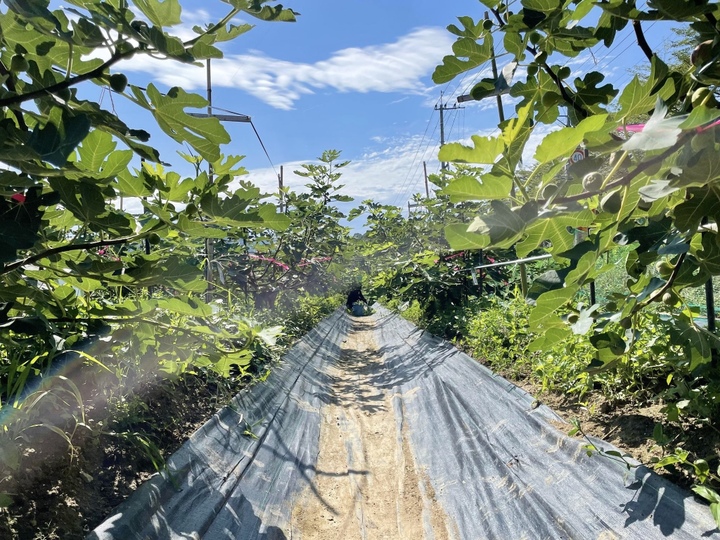 イチジク葉（10枚〜）農薬・化学肥料不使用：福岡県産の野菜｜食べ