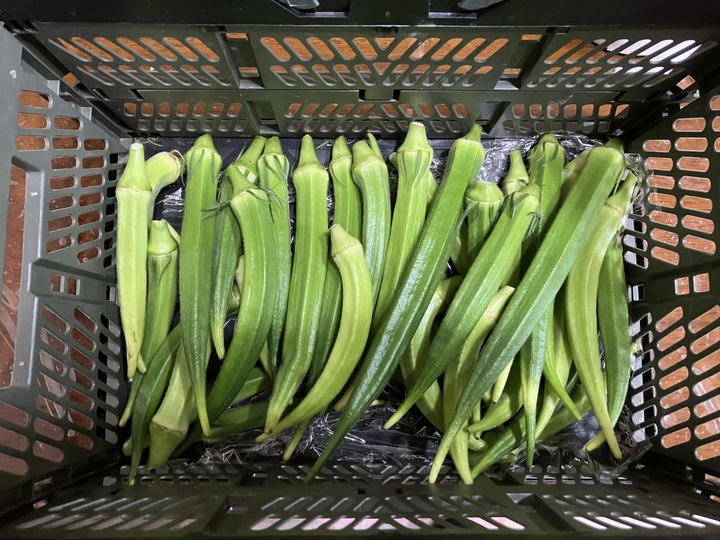 飯島農園の大長五角オクラ ビッグフィンガー 500g：神奈川県産のビッグ