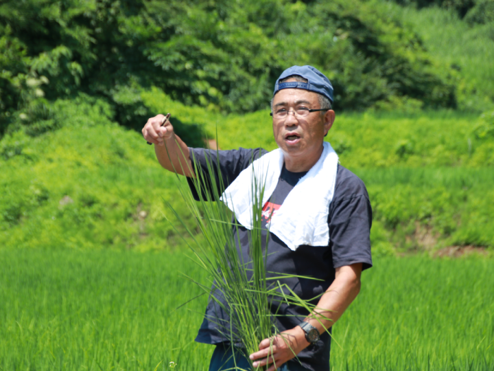 山の農村の白い宝石「若栃産カリフラワー（バロック）」（５～６個入り