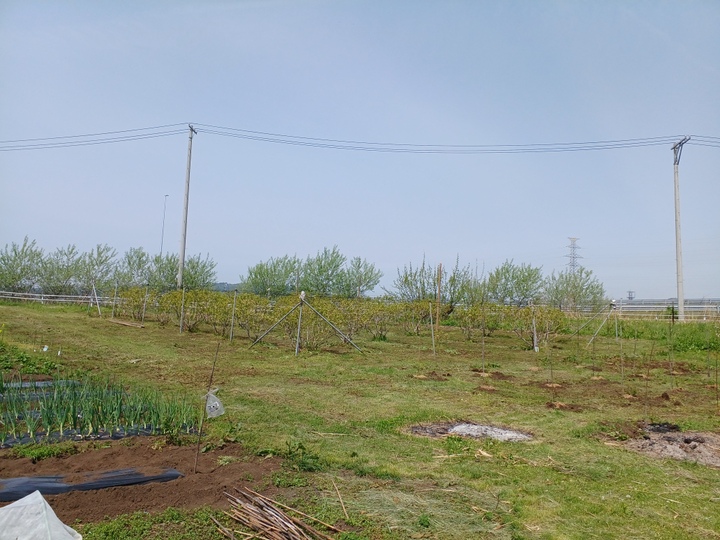 そのまま栽培をしております！