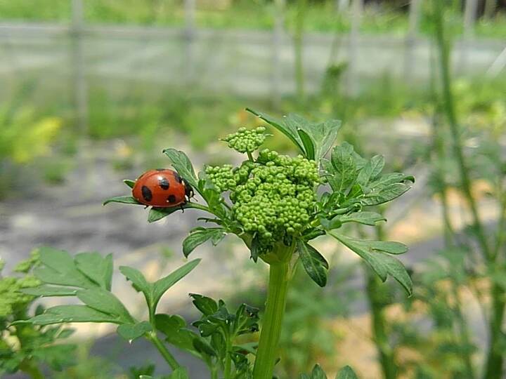 自然の循環から生まれる天の恵みの野菜