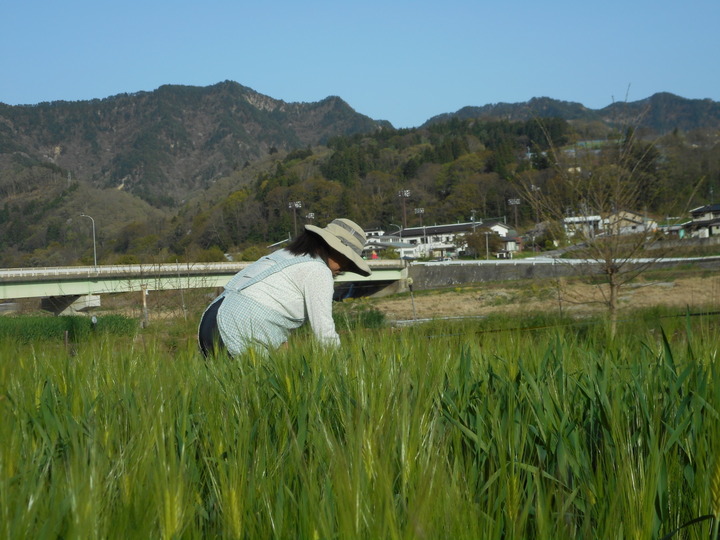 プチプチ食感の体にやさしい もち麦、ホワイトファイバー（１kg）：長野県産の麦｜食べチョク｜産地直送(産直)お取り寄せ通販 -  農家・漁師から旬の食材を直送