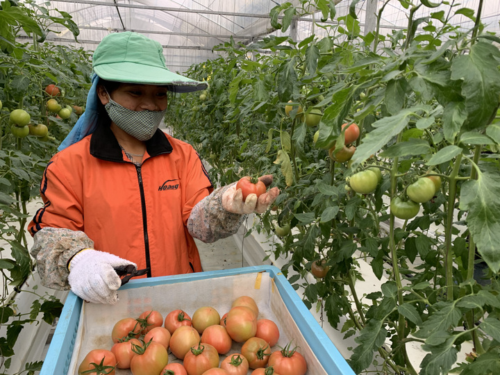 採れたて桃太郎トマトを食卓に!