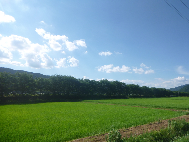 自然栽培のお米『ハッピーヒル』玄米5ｋｇ：兵庫県産のお米｜食べチョク｜産地直送(産直)お取り寄せ通販 - 農家・漁師から旬の食材を直送