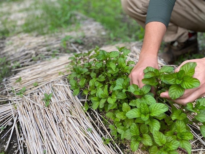 Natural Herb Farm 暦ノ物語の紹介 茨城県 食べチョク 農家 漁師の産直ネット通販 旬の食材を生産者直送