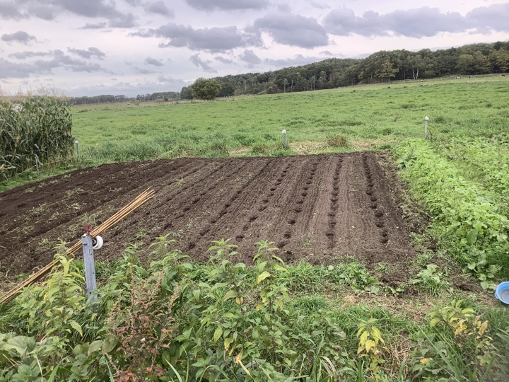 我が裏山で栽培してる天然ワラビ 1kg 北海道産 食べチョク 農家 漁師の産直ネット通販 旬の食材を生産者直送