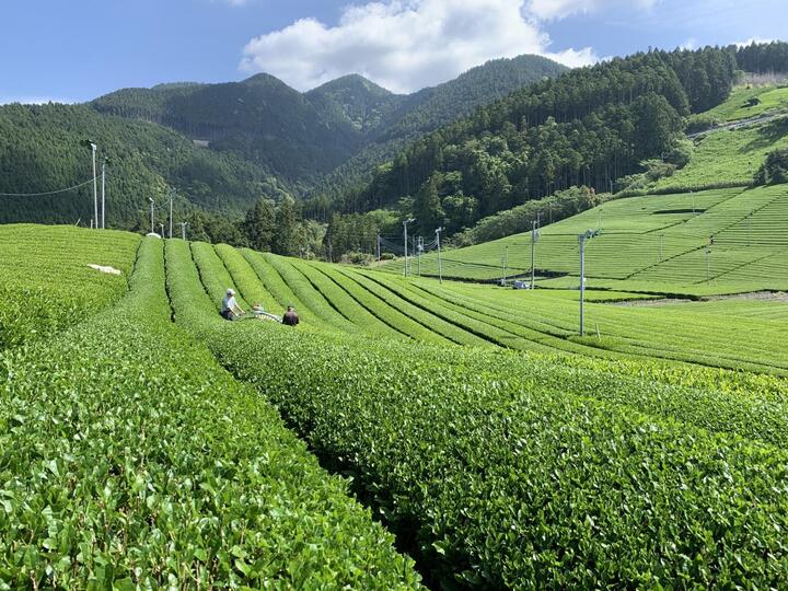 静岡県産一番茶のみを栽培しています!