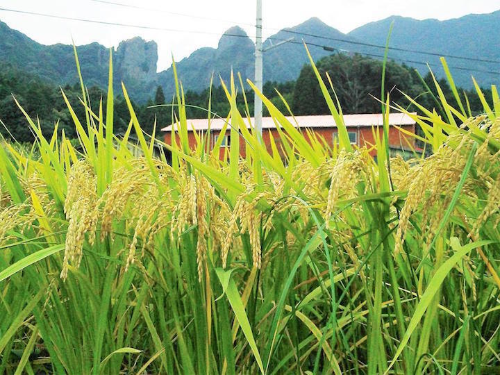 ３月セール】自然栽培「豊コシヒカリ」精米 ２０ｋｇ：佐賀県産のお米