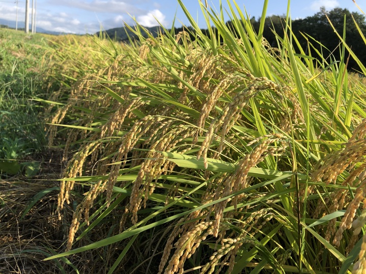 新米コシヒカリ30キロ 北アルプス 安曇野産：長野県産のコシヒカリ