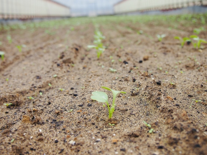 有機大根で作った割干し大根 40g×4袋セット：島根県産の野菜｜食べ