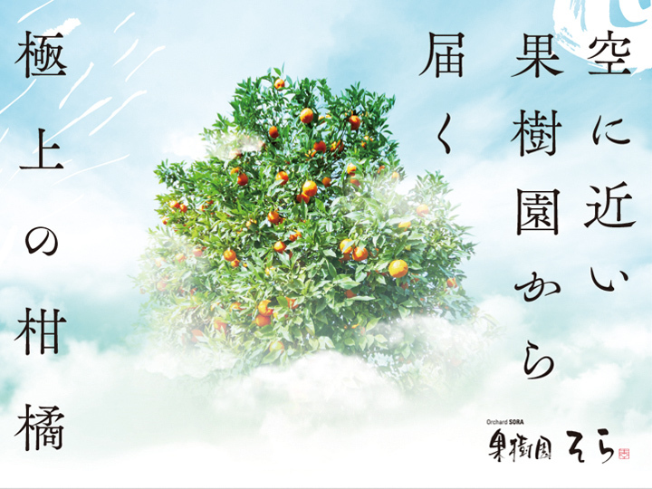 そらせとか【天空のせとか】愛媛産みかん 訳あり 3kg：愛媛県産のみかん・柑橘類｜食べチョク｜産地直送(産直)お取り寄せ通販 -  農家・漁師から旬の食材を直送