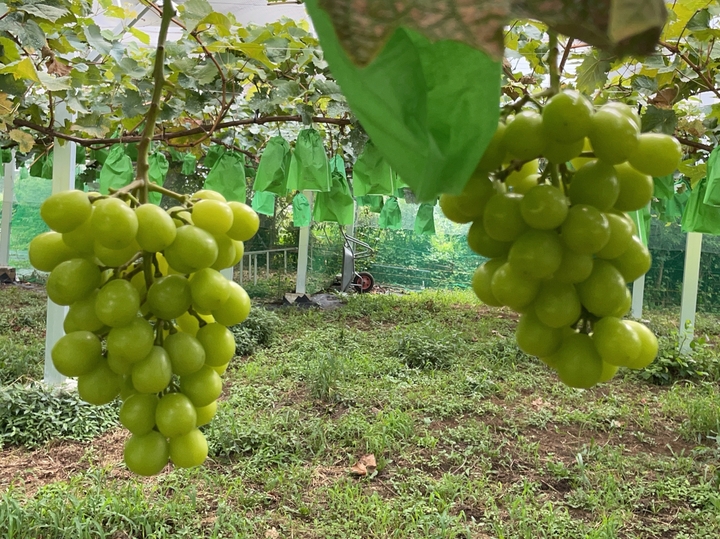 近郊農場へのレビュー・商品：神奈川県｜食べチョク｜産地直送(産直)お