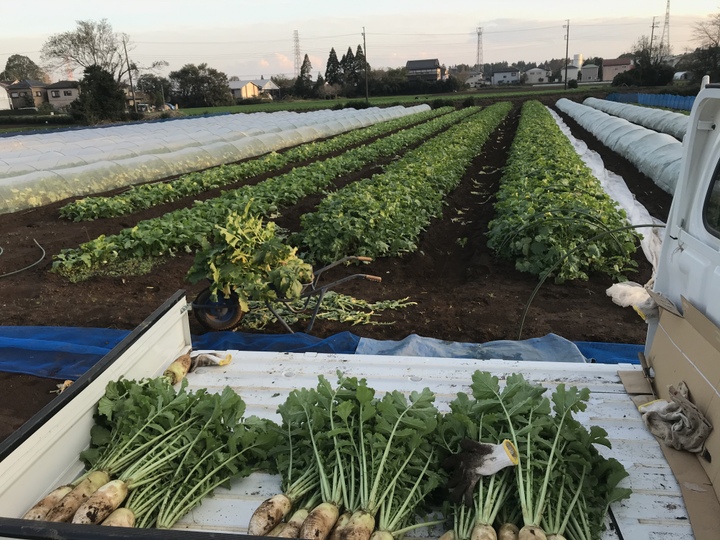 ズッキーニを食べよう！」（実と花5個ずつセット）：千葉県産の野菜