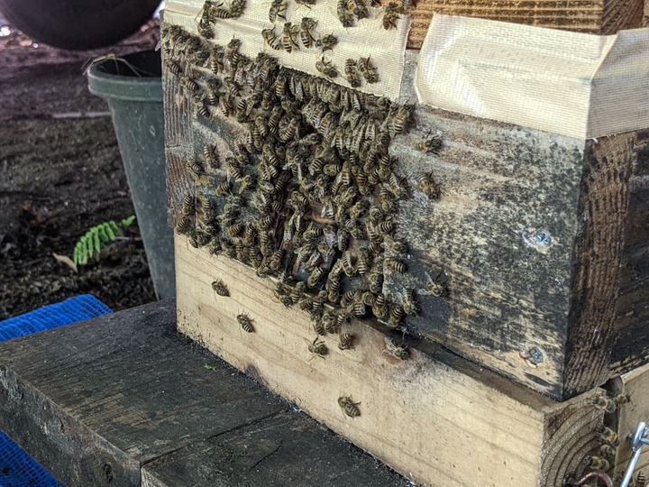 日本蜜蜂の巣蜜『極味』：福岡県産のはちみつ｜食べチョク｜産地直送