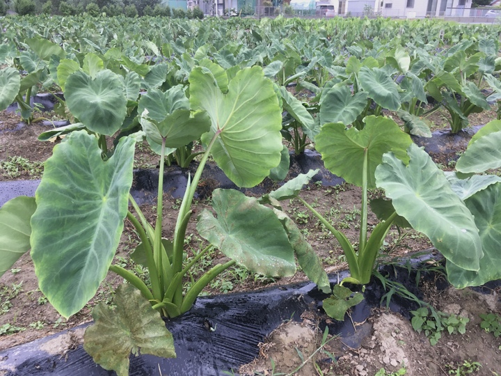 生産者のこだわり