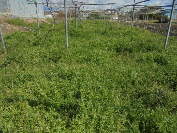 生産者のこだわり
