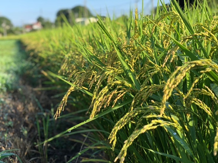 新米 千葉県産 コシヒカリ 玄米 30kg：千葉県産のお米｜食べチョク