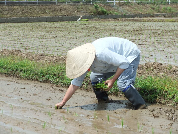 こだわりの栽培・貯蔵・精米が特徴