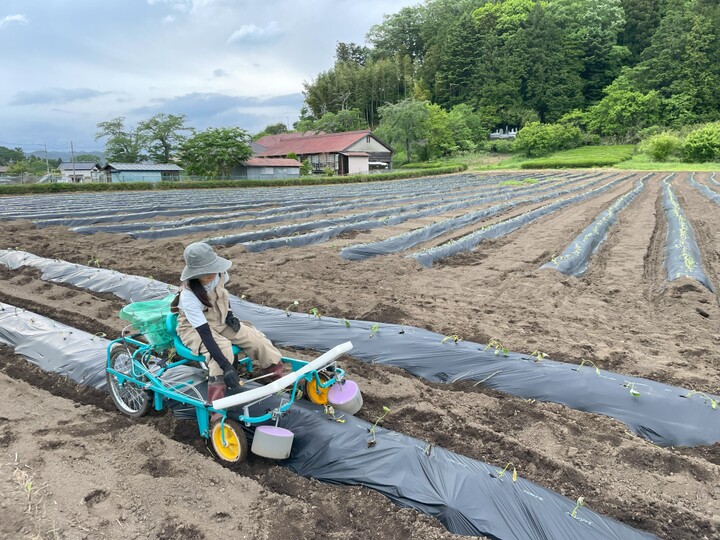 ホクホク系サツマイモ！すずほっくり S～Mサイズ5キロ箱詰合わせ