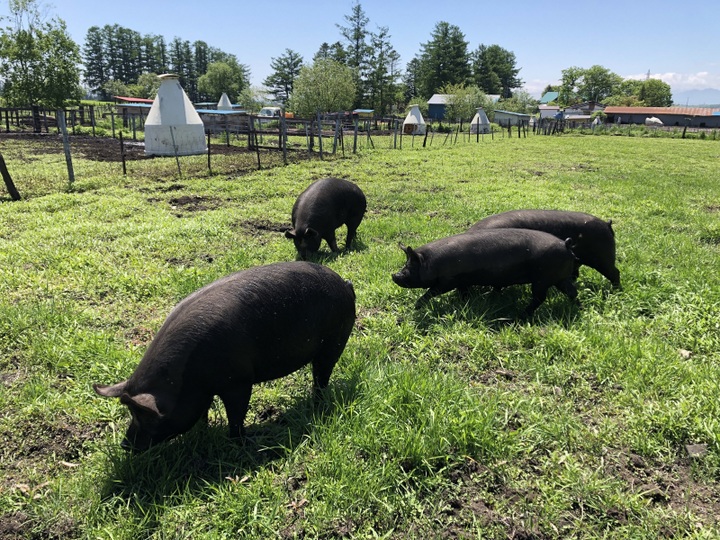 冬ギフト】十勝放牧黒豚しゃぶしゃぶセット 600ｇセット：北海道産のその他豚肉｜食べチョク｜産地直送(産直)お取り寄せ通販 -  農家・漁師から旬の食材を直送