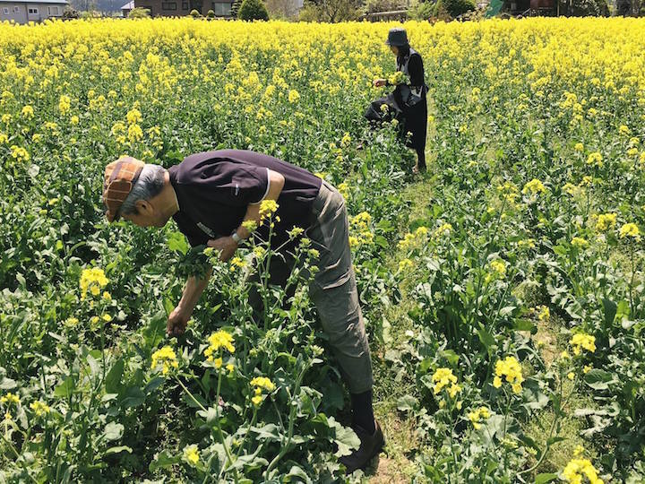 北海道産 高級菜の花油 180ｇ 4本セット