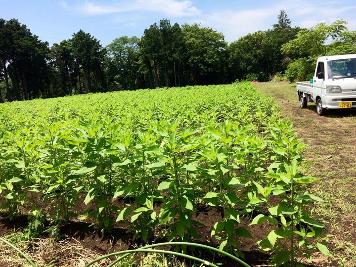 八 八の紹介 神奈川県 食べチョク 農家 漁師の産直ネット通販 旬の食材を生産者直送