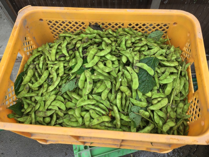 だだちゃ豆 規格外品 5kg 山形県 鶴岡市 特産 枝豆の王様 量り売り