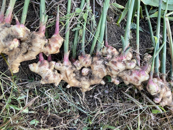 純粋な作物作り