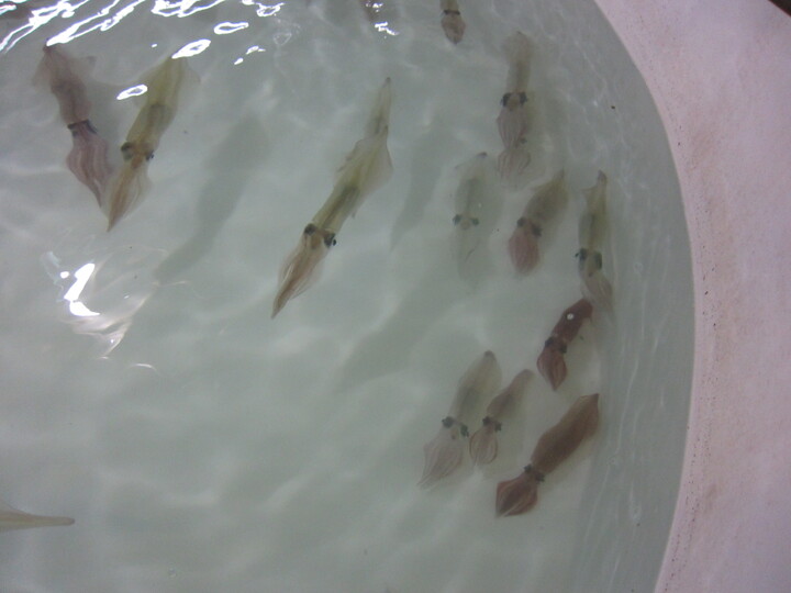 生産者のこだわり