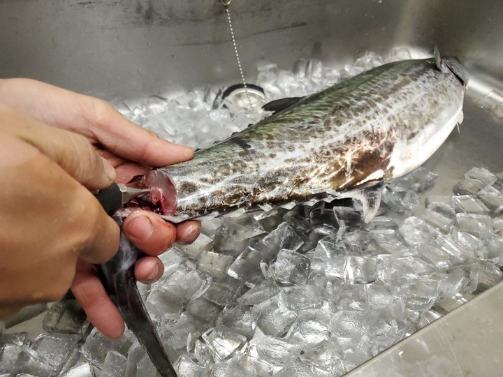 【本島の血抜き】